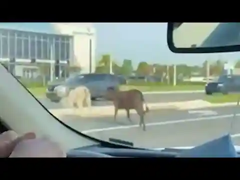 Cows seen dodging cars along U.S. 192 in Kissimmee