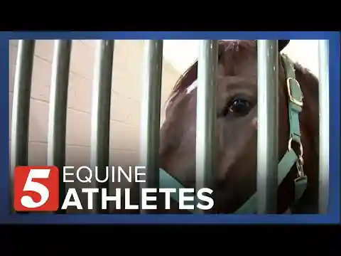 Helping pro athletes on four hooves is all in a day's work for these local vets