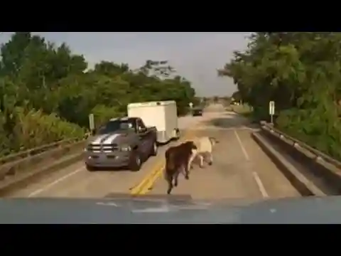 Video shows moment cows escaped onto highway in Osceola County
