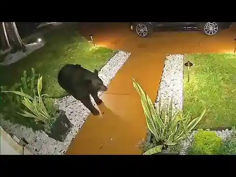 Bear steals food from porch of home in Longwood