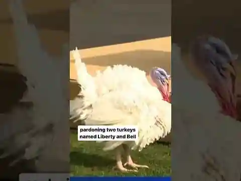 President Biden pardons two turkeys named "Liberty" and "Bell" #shorts