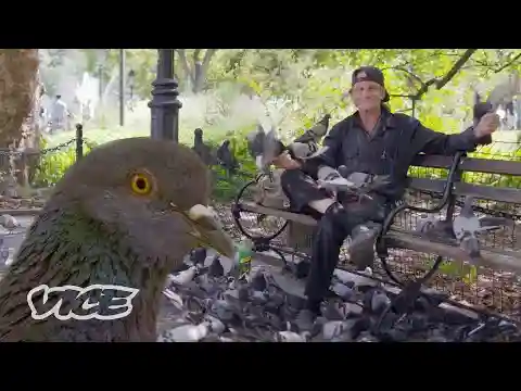 We Asked an NYC Pigeon Man, Why?