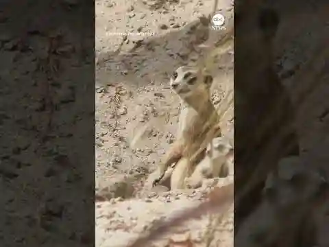 Zoo welcomes newborn meerkats | ABC News