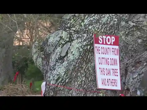 Brevard County to start trimming neighborhood trees