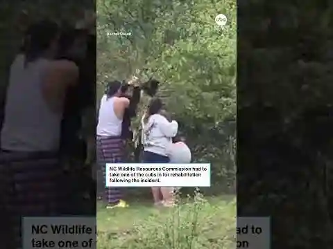 Disturbing video shows people pulling bear cubs from a tree to take photos with them
