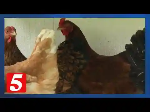 Egg prices can fluctuate, but here's how a Middle Tennessee organization can help