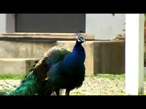 Florida village takes unique approach to dealing with its pesky peacock population