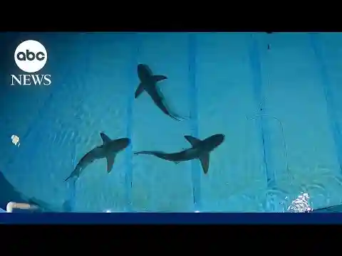 How researchers are experimenting with curbing human-shark interactions