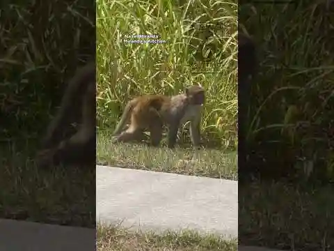 ‘Like ‘Jumanji:’' Video shows monkey running near Central Florida school