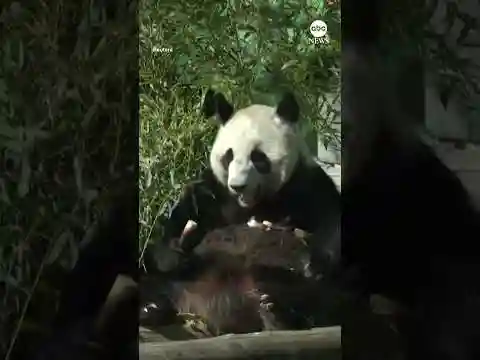 Moscow Zoo opens outdoor enclosure for giant panda cub
