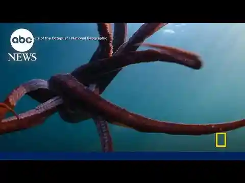 New NatGeo docuseries explores the ‘Secrets of the Octopus’