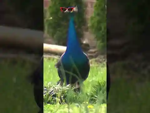 Peacocks posse roams Nashville neighborhood