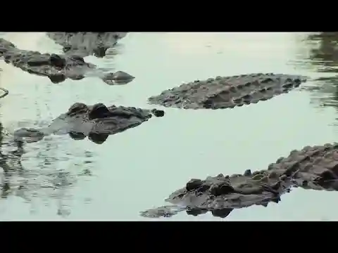 Training dogs to avoid alligators