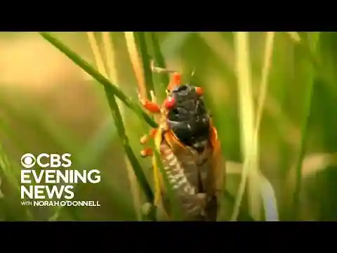 Trillions of cicadas could emerge this spring