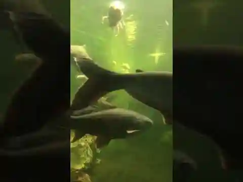 Dolphin pod swims off New York coast