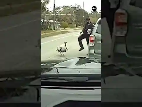 Fowl play: Florida sheriff’s deputy harassed by 'irritated' turkey