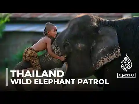 Thailand conservation: Elephants and humans struggle for balance