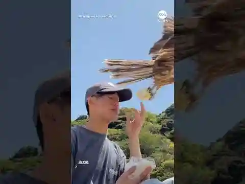 Falcon swoops in to steal man’s sandwich in central Japan