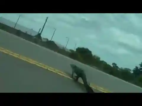 Gator spotted crossing Brevard County road