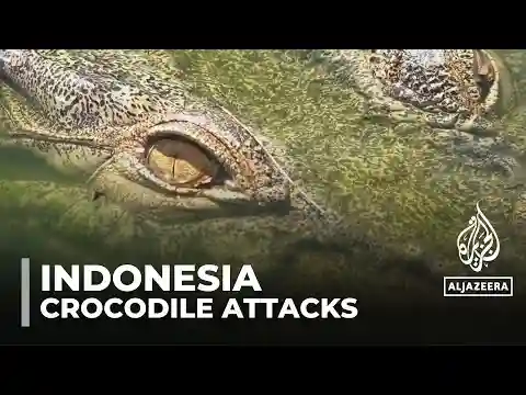 Indonesia crocodile attacks: Mangrove felling causes human-animal conflict