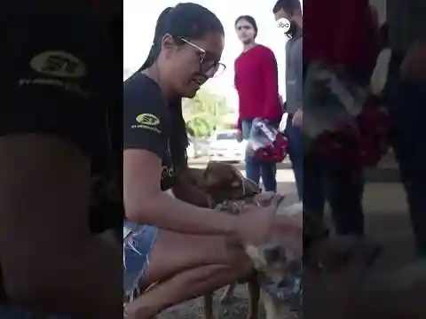 Pet owners in Brazil reunited with dogs after severe flooding