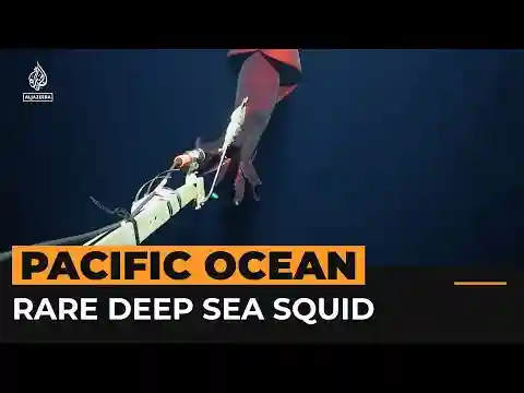 Rare deep-sea squid filmed by scientists | AJ #shorts