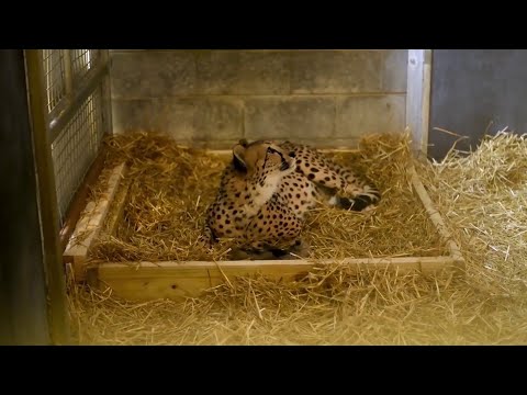 2 cheetah cubs at Columbus Zoo just made history