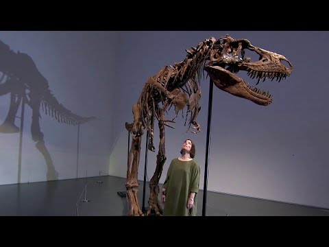77-million-year-old dinosaur skeleton heads to public auction