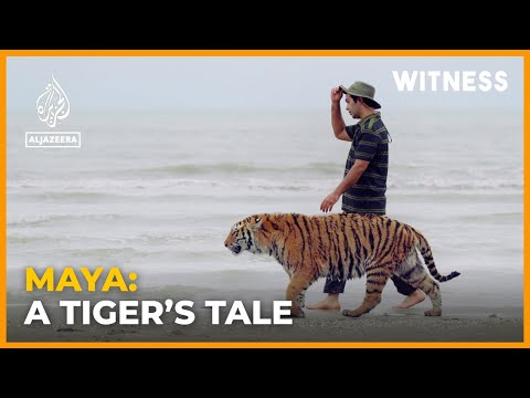 An Iranian zookeeper lets his beloved tiger taste freedom for the first time | Witness Documentary
