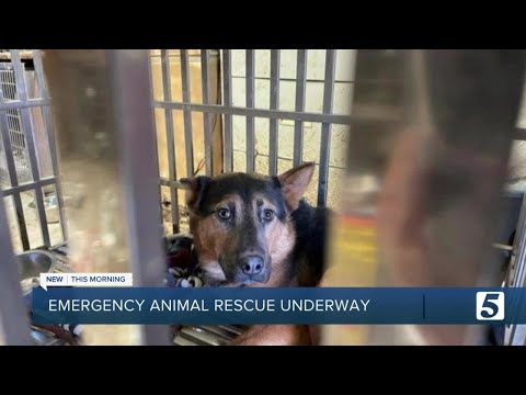 Animal Rescue Corps in middle of emergency rescue in Arkansas
