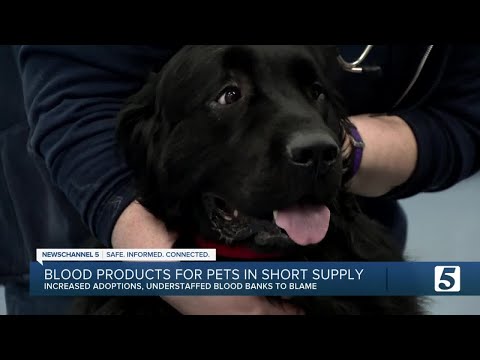 Animal hospitals faced with low blood supply, storage are using on-call dog and cat blood donors