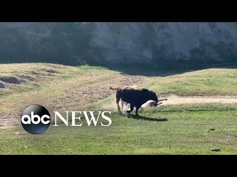 Bull attacks cyclists during California gravel race