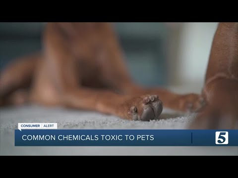 Consumer Reports: Protect your cat or dog from these common chemicals