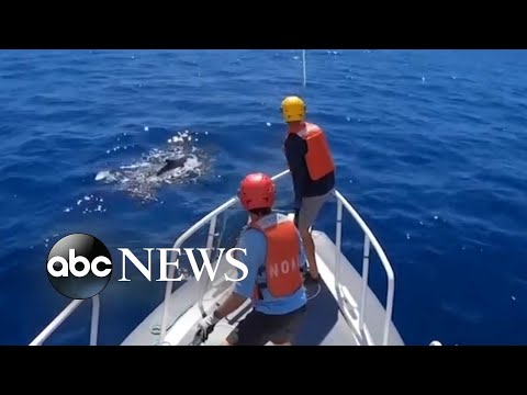 Entangled humpback whale cleared of marine debris off Maui l ABC News