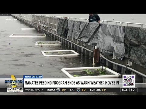 Experimental manatee feeding comes to an end in Brevard County