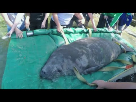 FWC requests $7 million to help manatees after a record 968 deaths this year