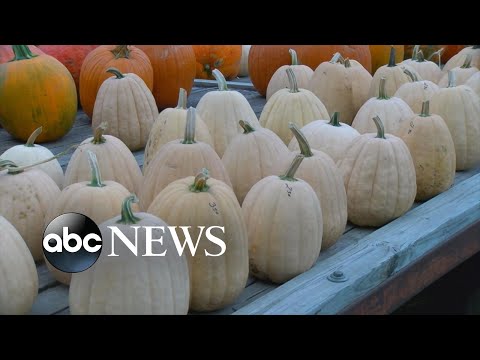 Farmers working hard to supply pumpkins for the season | WNT