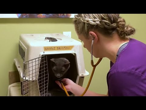 Finding solutions to veterinarian shortage in Central Florida