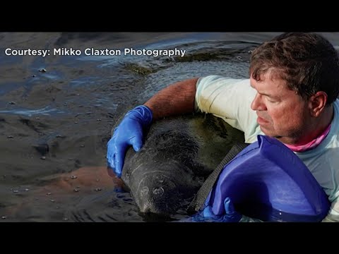 Floridians save distressed manatee after it ate toxic red tide seagrass