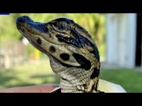 Gatorland shows off first baby gators of 2021 season