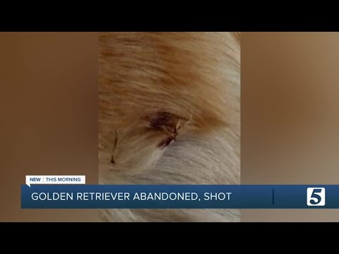 Golden retriever shot, injured in Hickman Co.