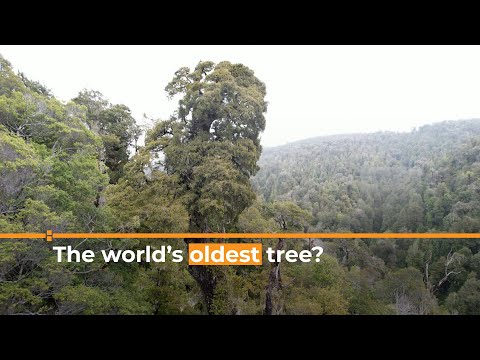 Is this the world’s oldest living thing? | Al Jazeera Newsfeed