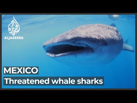 Mexico's push to protect threatened whale sharks