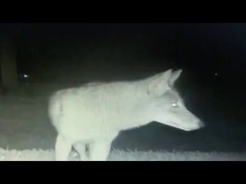 Neighbors spot coyote in Orlando's Audubon Park sparking concerns