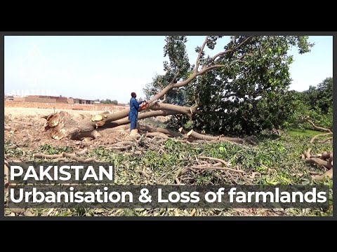 Pakistan urbanisation: Growing concerns over loss of farmlands