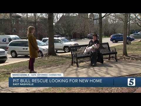 Pit bull rescue says 'insane' rents are making it hard to find new home in East Nashville