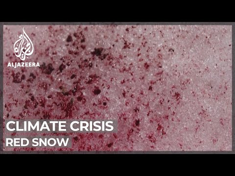 Scientists probe 'snow blood' patches around French Alps