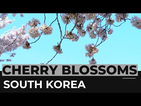 South Korea’s cherry blossoms bloom early due to climate change