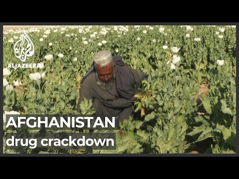 Taliban plans to eradicate cultivation of poppies