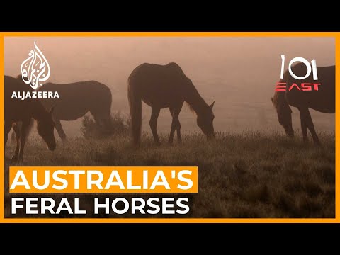 The bitter dispute over wild horses in Australia | 101 East